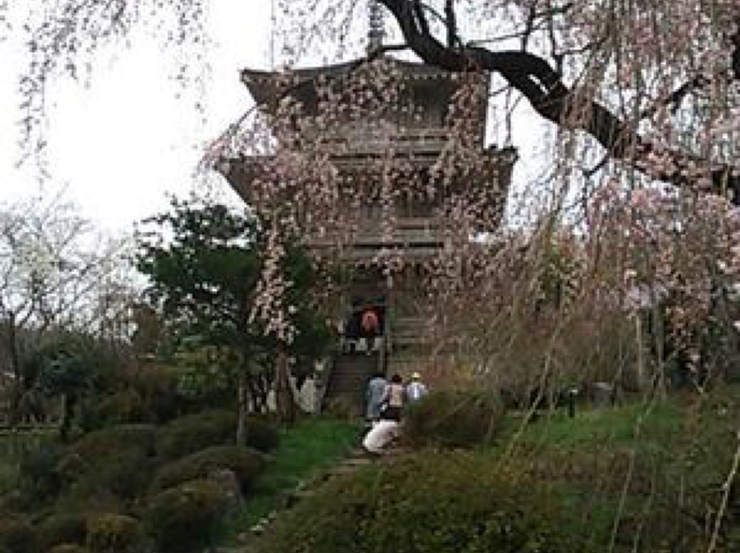 Josen-ji Temple Weeping Cherry Blossom景点图片