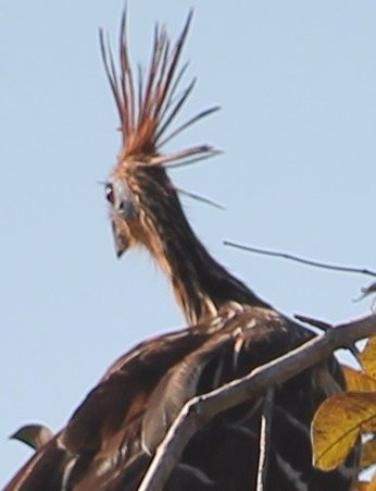 Área Protegida Municipal Curichi Cuajo-Buena Vista必去景点