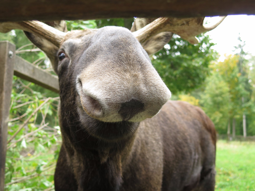 Elistvere Animal Park-Tabivere必去景点