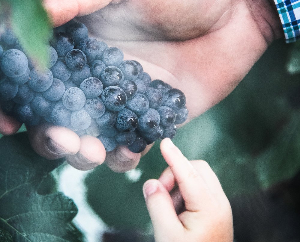 Wines for Joanie-Sidmouth必去景点