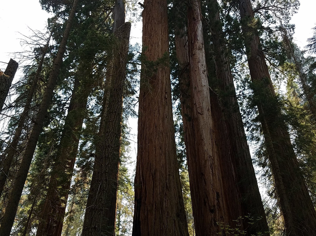 Redwood Canyon Trail-红杉&国王峡谷国家公园必去景点
