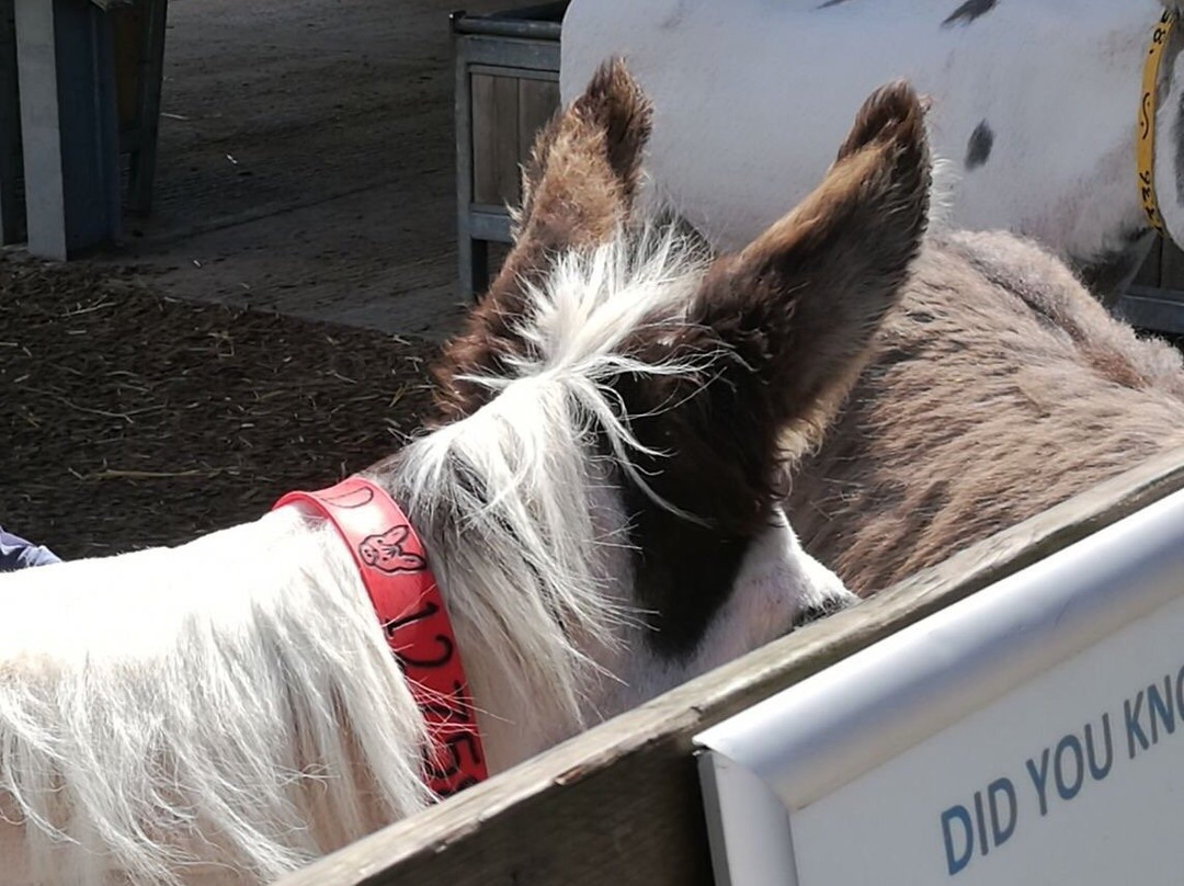 The Donkey Sanctuary景点图片