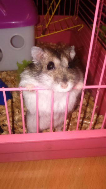 Domik v Derevne-Murmashi必去景点