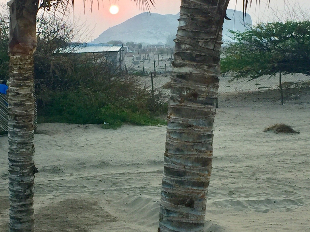 Las Palmeras Surf Camp