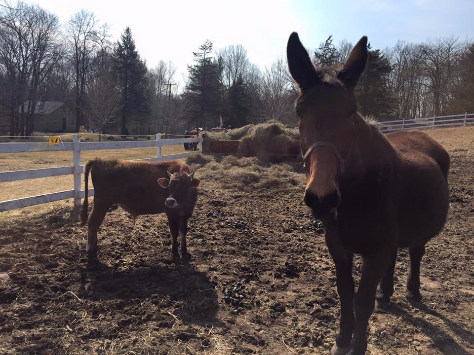 Flamig Farm-West Simsbury必去景点