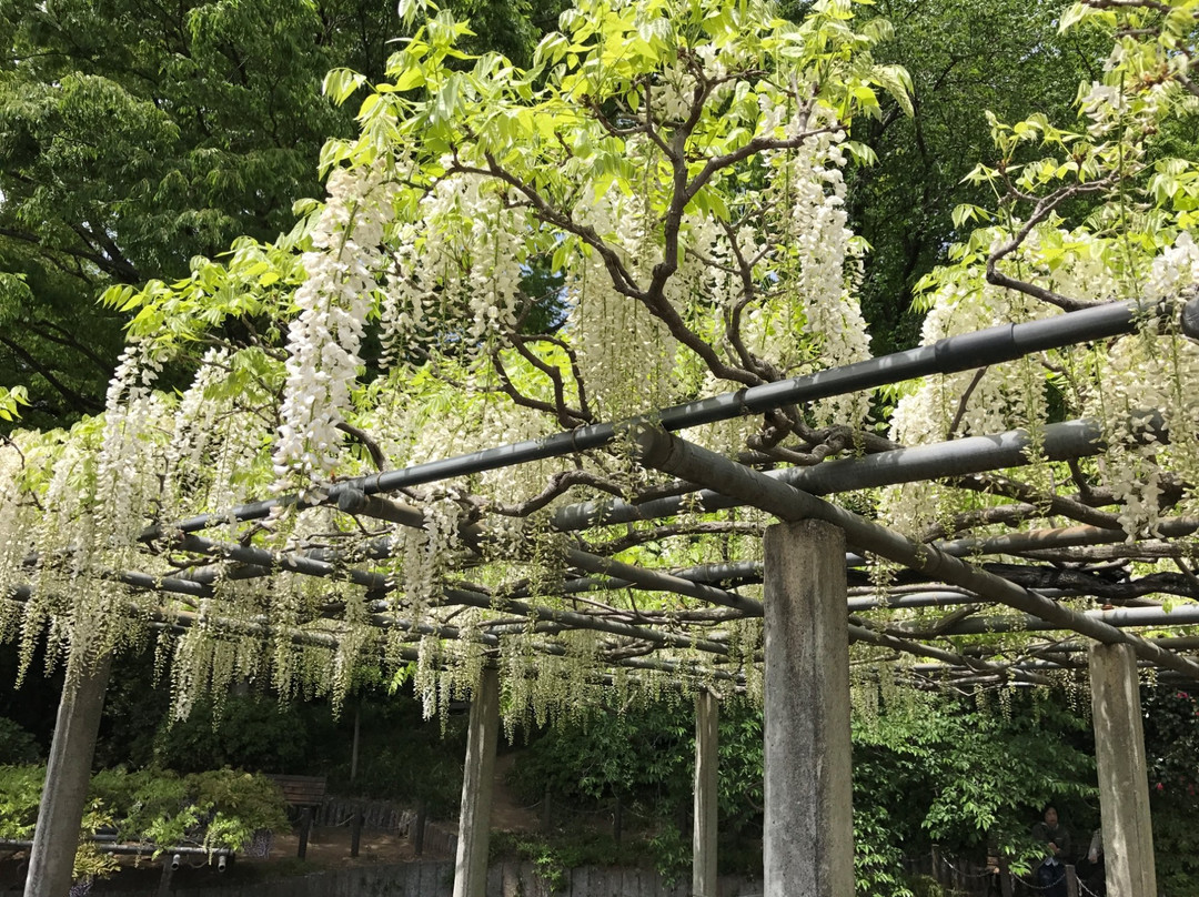 Tamashiki Shrine-加须市必去景点