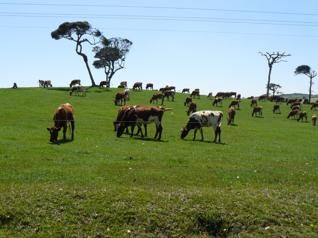 Ambewela Farms景点图片