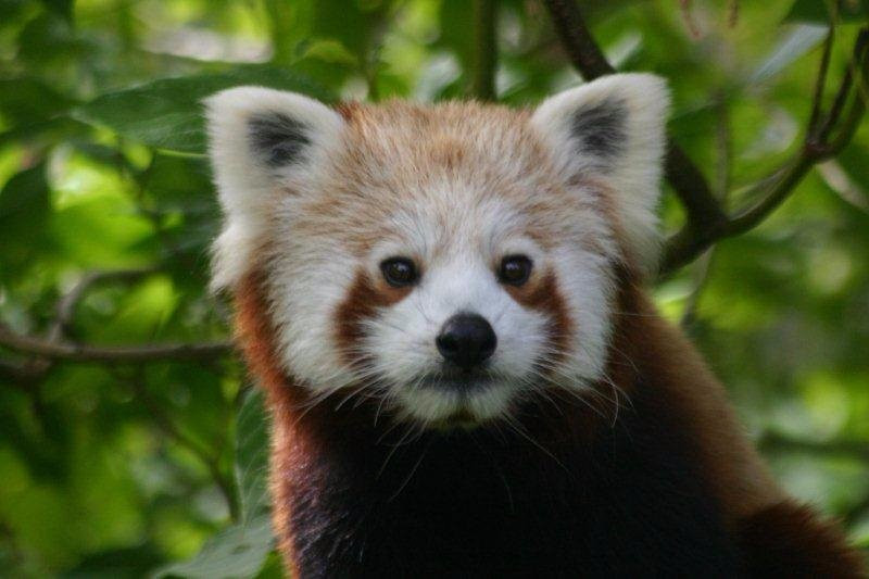 Curraghs Wildlife Park