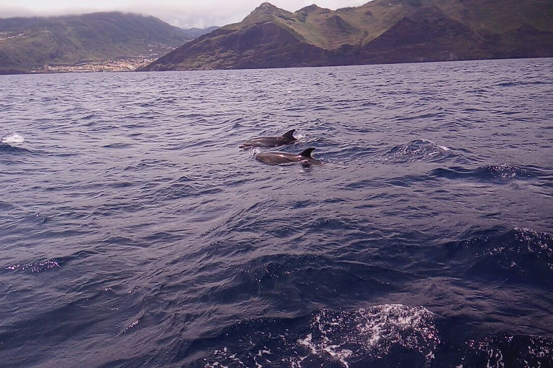 Lourenco Sardinha boat tour景点图片