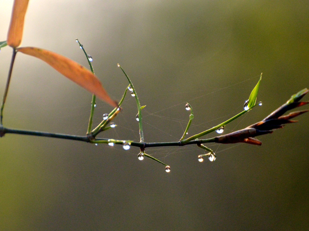 Chandaka-Dampada Wildlife Sanctuary景点图片