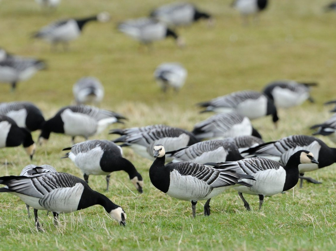 Caerlaverock National Nature Reserve景点图片