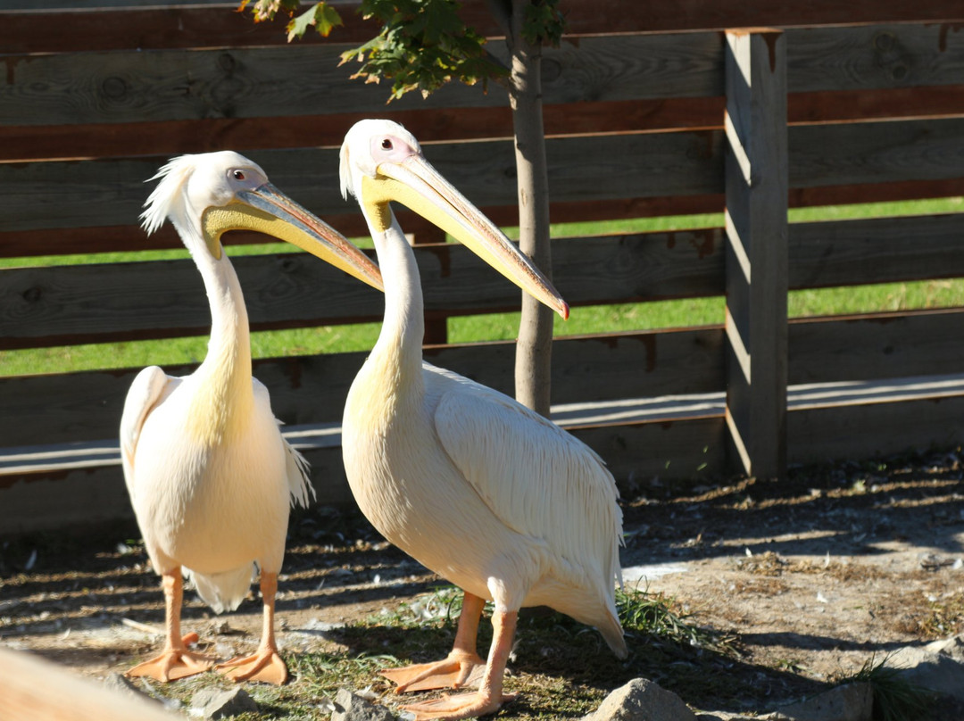 Ostrich Farm Straus Yug-Melitopol必去景点