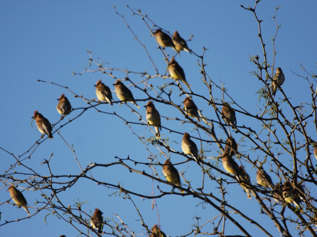 Muleshoe Ranch Preserve-Willcox必去景点