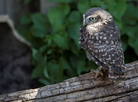 Hawkwise Falconry-Swepstone必去景点