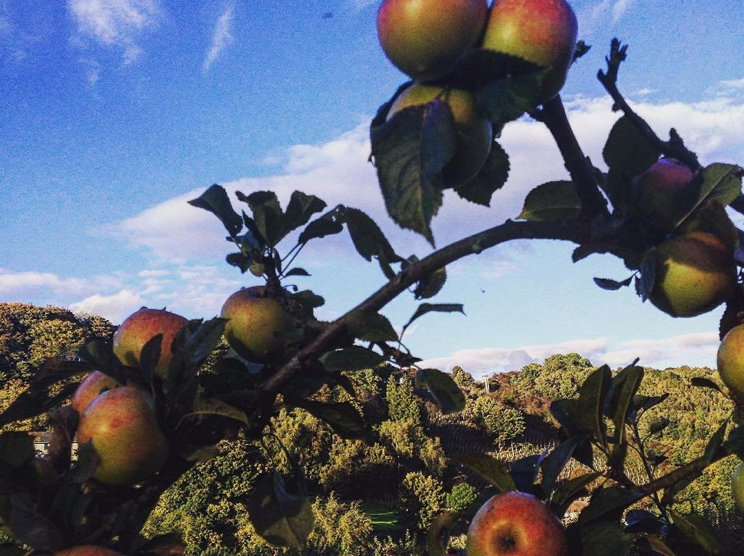 Ampleforth Abbey Orchards景点图片