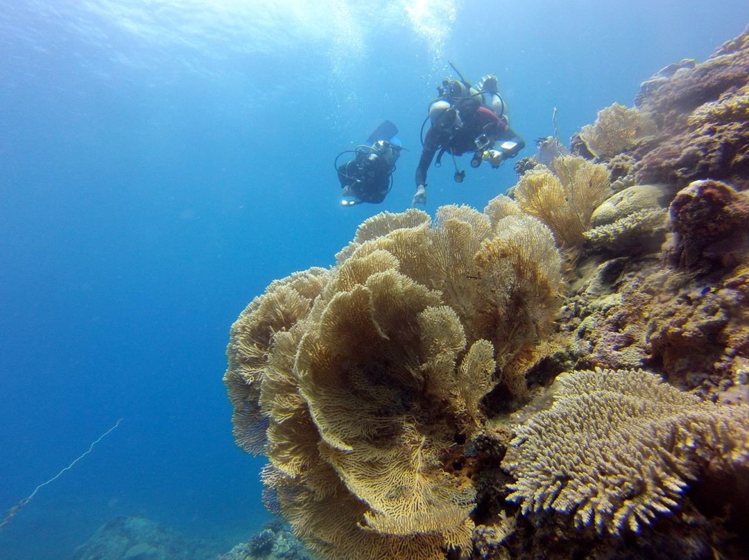 Bora Dive & Research景点图片