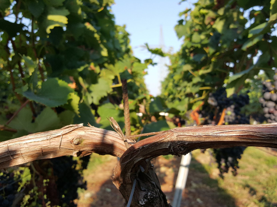 Weingut Bossert景点图片