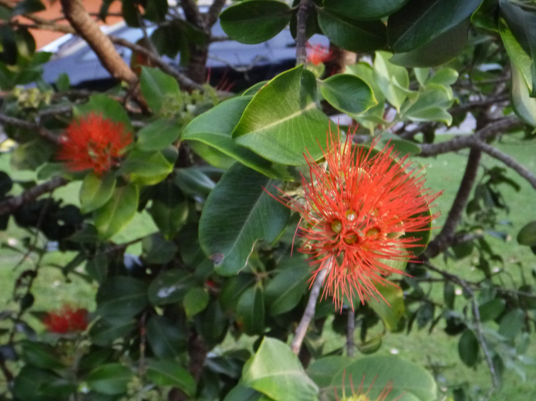 Port Stephens Native Flora Garden景点图片