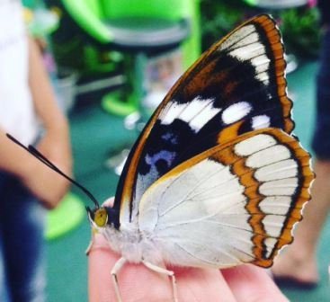 Butterfly House Vostorg-海参崴必去景点