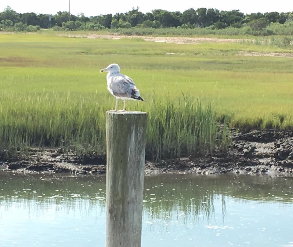Cape May National Wildlife Refuge-开普梅考特豪斯必去景点