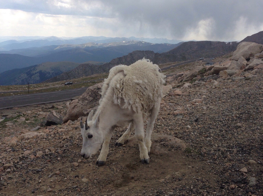 Mount Goliath Natural Area-Evergreen必去景点