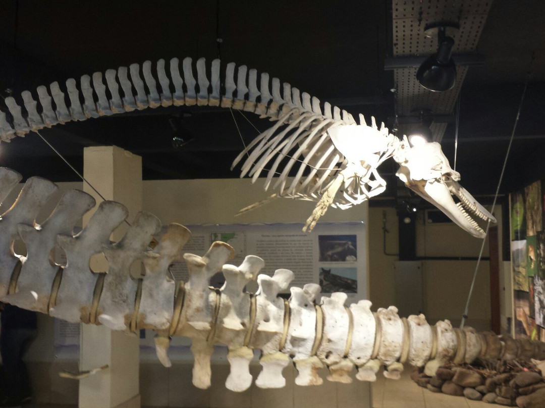 Imbe旅游景点-Museu de Ciências Naturais da Universidade Federal do Rio Grande do Sul – MUCIN