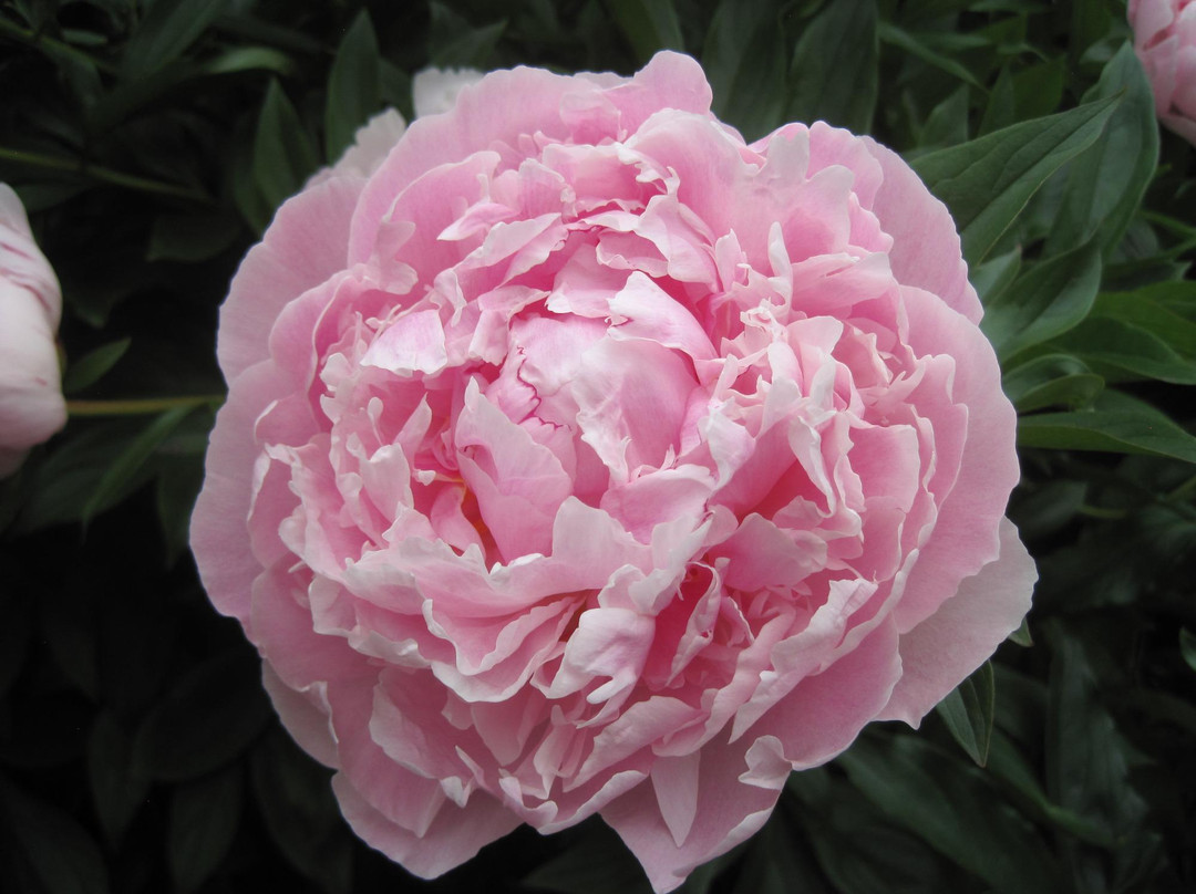 Jensen-Olson Arboretum-朱诺必去景点