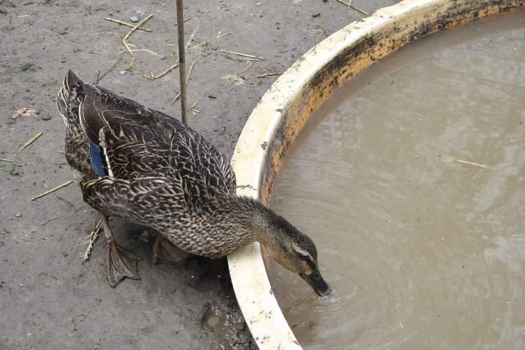 Lionels Farm-惠特彻奇-史托维尔必去景点