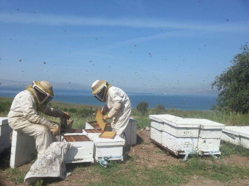 Alin Apiary-戈兰高地必去景点