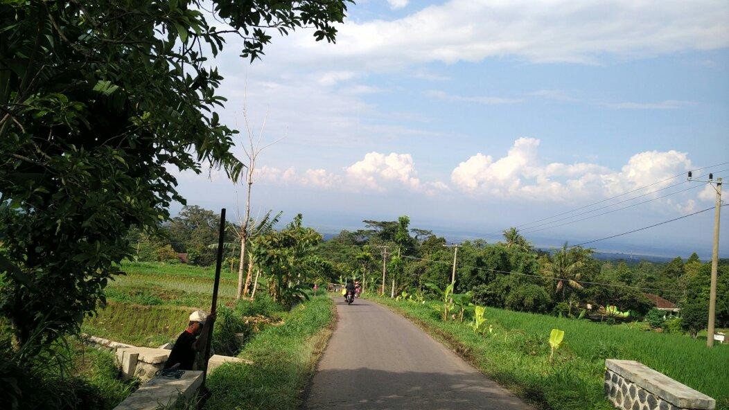 Kebun Teh Jamus (Lereng Gunung Lawu)景点图片
