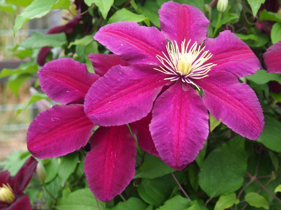Osaka Prefecture Flower Garden-河内长野市必去景点