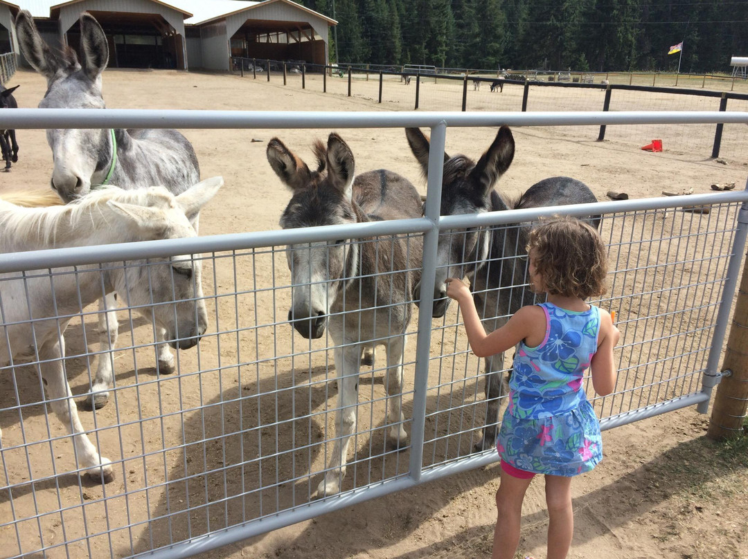 Turtle Valley Donkey Refuge-Chase必去景点