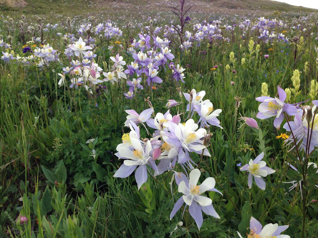 2 Mile Hi Ski-Doo-Leadville必去景点