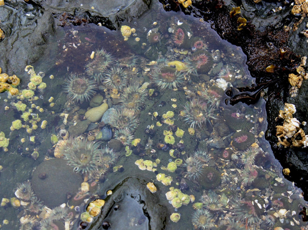 Sucia Island State Park景点图片