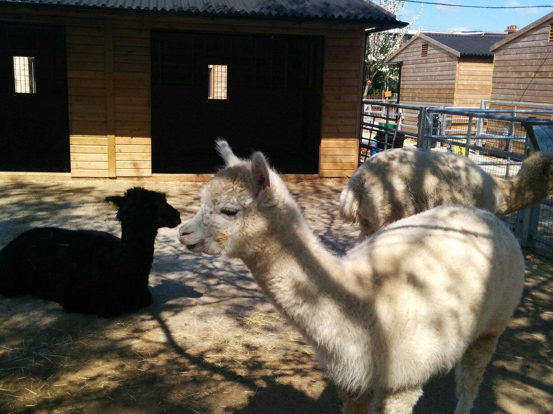 Brooks Farm-伦敦必去景点