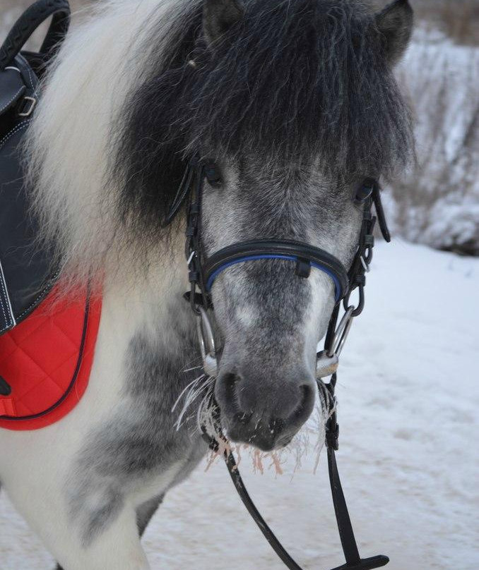 Horse Riding and Sports Club PEGAS景点图片