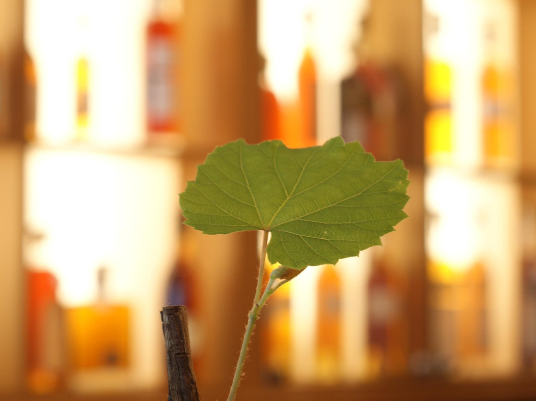 Cognac Only景点图片