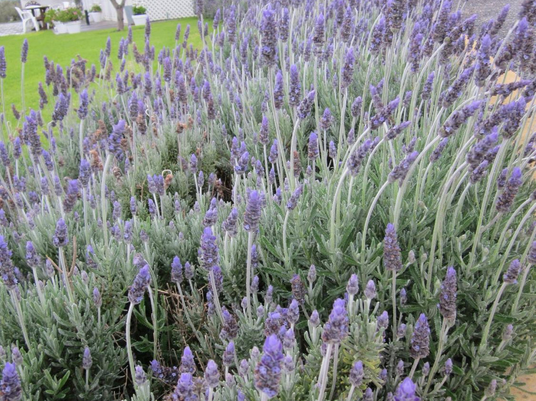 Lloyd Brothers Wine-麦克拉伦谷必去景点