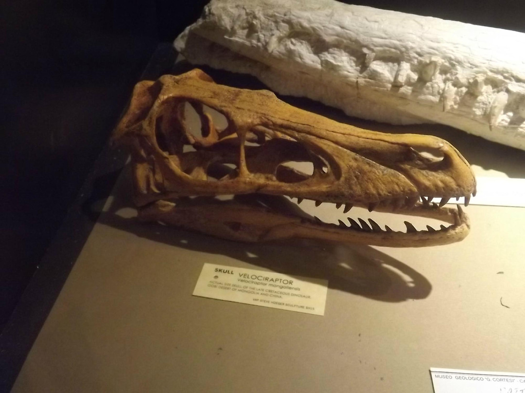 Museo Geologico G. Cortesi景点图片
