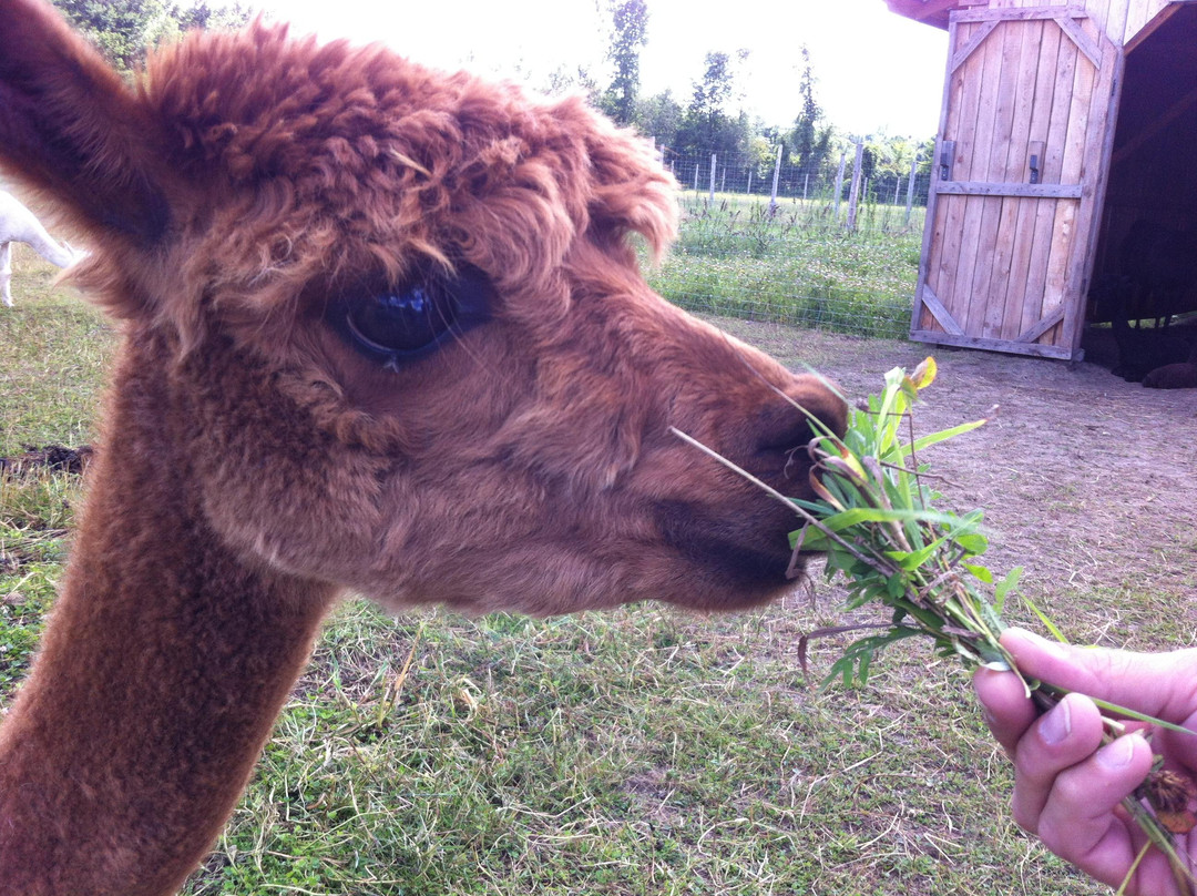 Alpagas Brise Des Champs-Mirabel必去景点