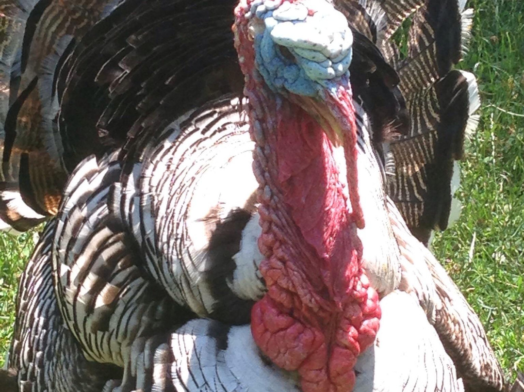 Coggeshall Farm Museum-布里斯托尔必去景点