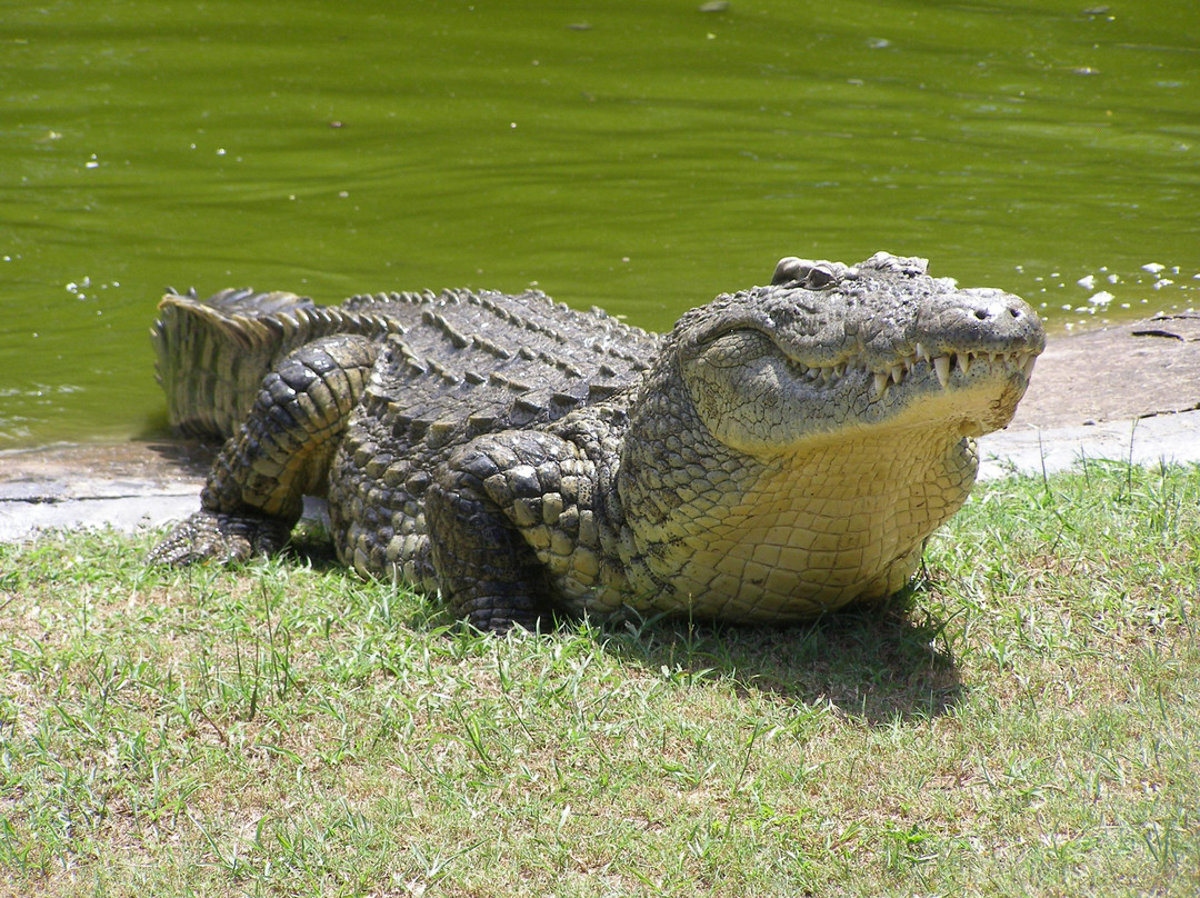 Zulu Croc Reptile Park景点图片