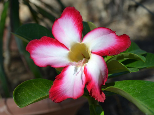 Holistic Health Retreat主图