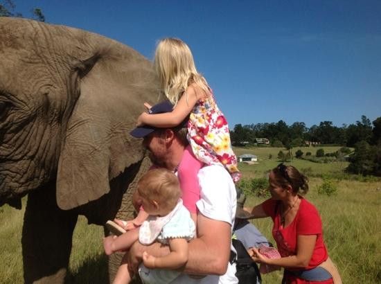 Knysna Elephant Park景点图片