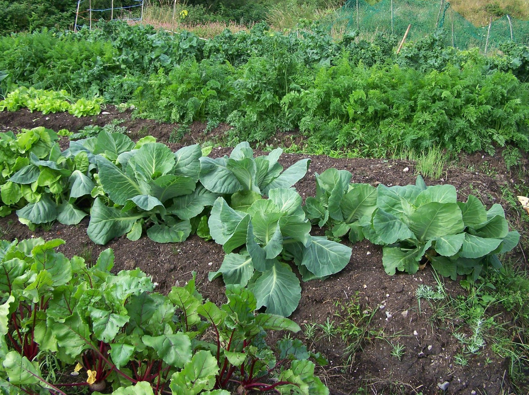 Eddie Joe's Open Farm