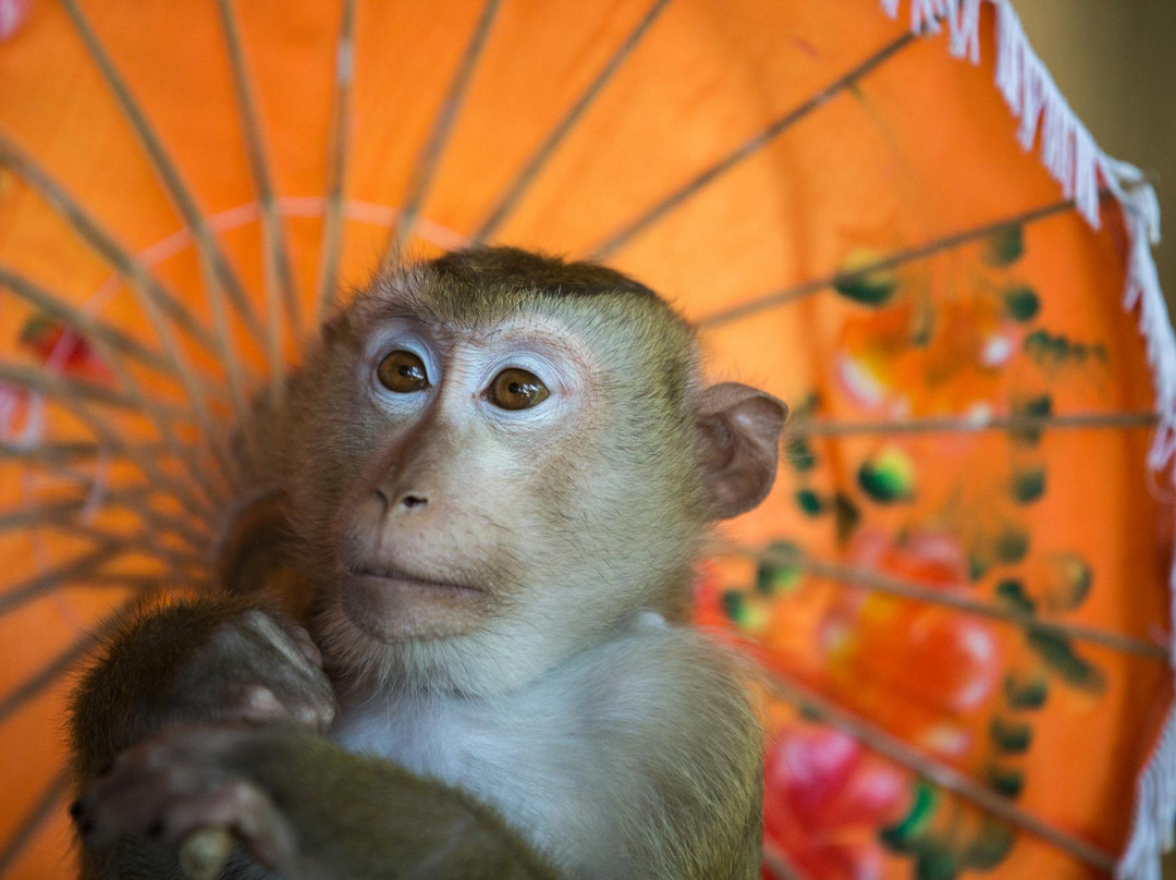 普吉岛动物园-普吉岛必去景点