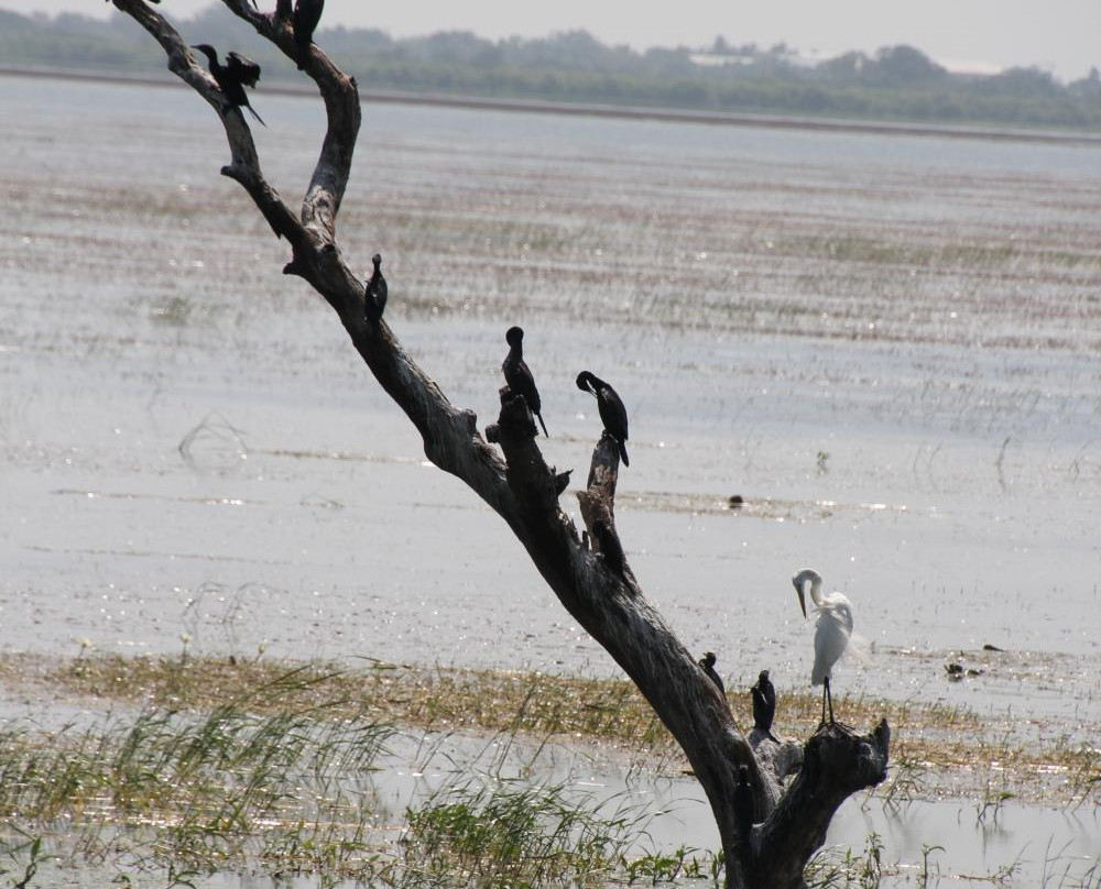 Yodha Wewa-马纳尔必去景点