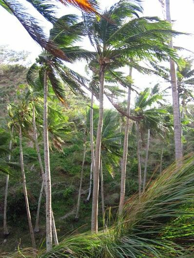 David's Trek-Apo Island必去景点