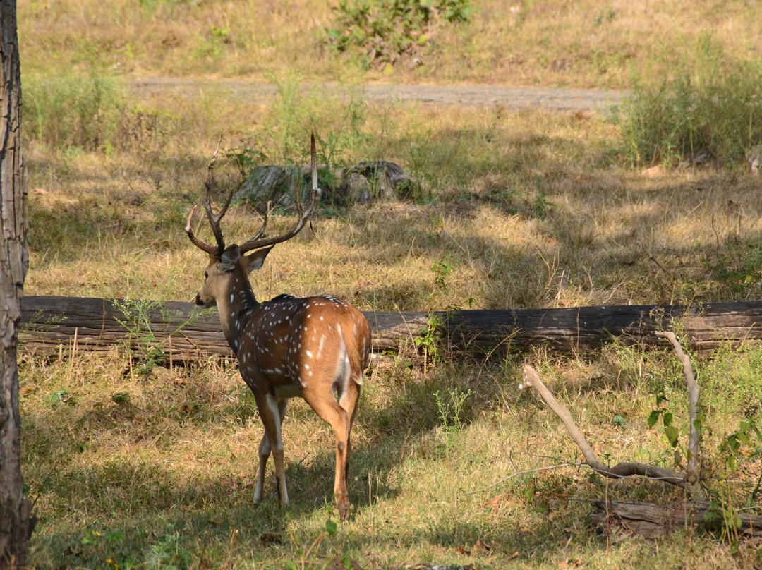 Mudumalai National Park景点图片