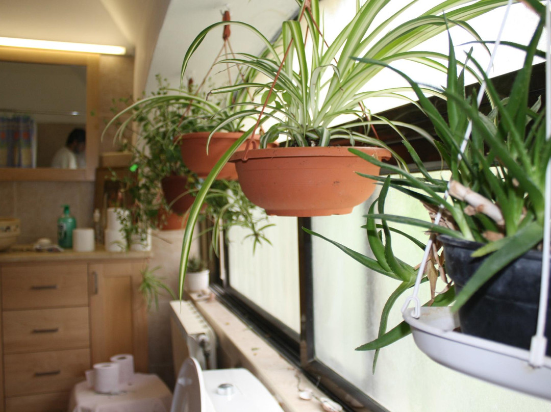 Cactus Tzimmer主图